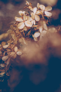 Hydrangea, withered Hydrangea, withered